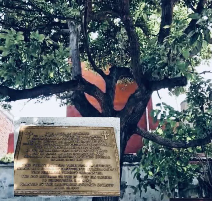 Historia de Atlixco con el aguacate